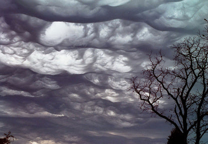 Undulatus