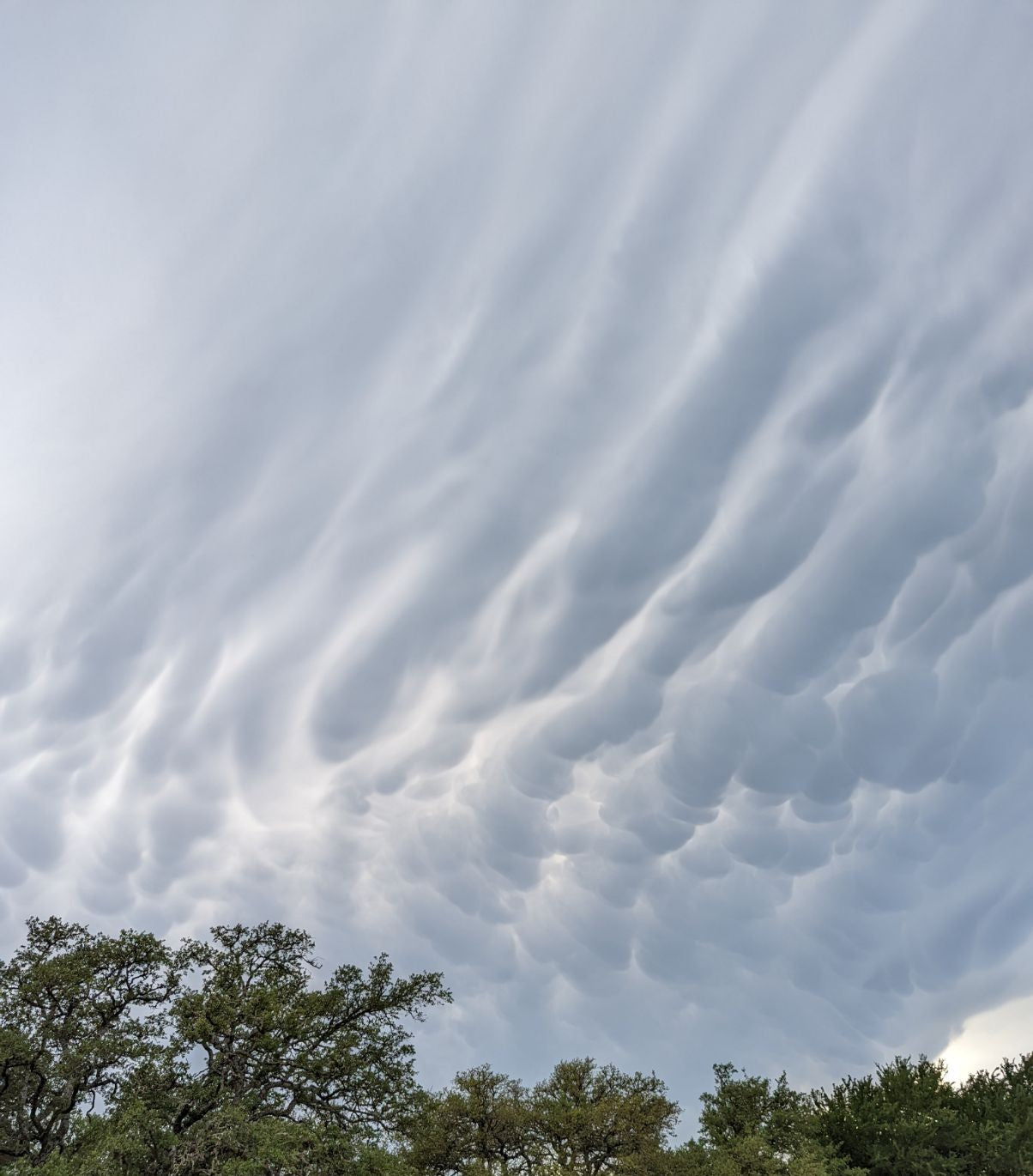 Mammatus ring